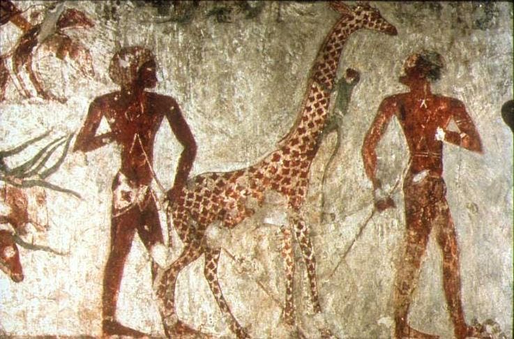 An ancient painting depicting the existence of a giraffe in Nubia and Egypt
