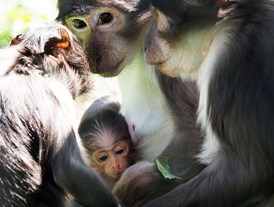 القرد ووالديه