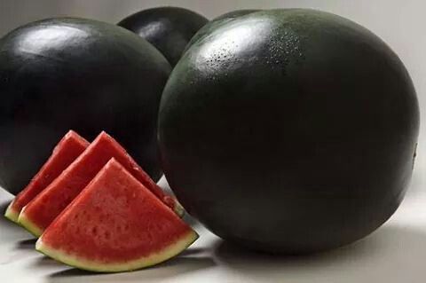  البطيخ الأسود .... أحد أصناف البطيخ الياباني الغريبة 16538-%D8%A8%D8%B7%D9%8A%D8%AE-%D8%A7%D8%B3%D9%88%D8%AF-(4)