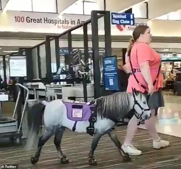 سيدة تصطحب حصان صغير  (1)