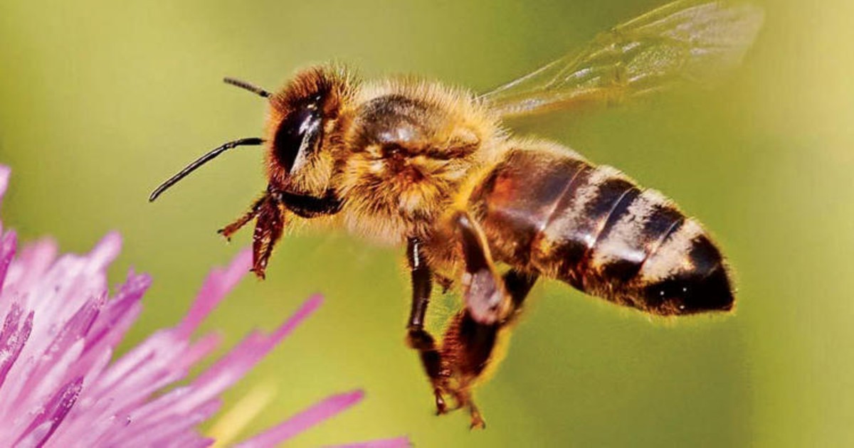 النحلة الهاربة