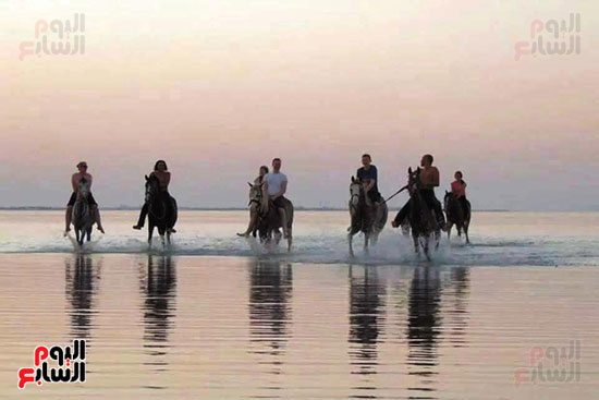 رحلات الخيول السياحية فى البحر الأحمر (14)