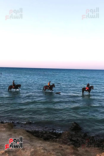 رحلات الخيول السياحية فى البحر الأحمر (19)