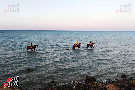 رحلات الخيول السياحية فى البحر الأحمر (12)