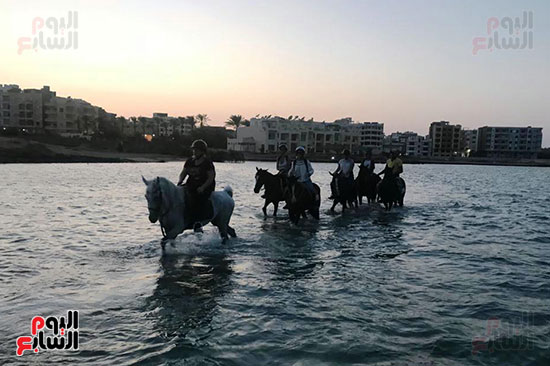 رحلات الخيول السياحية فى البحر الأحمر (20)