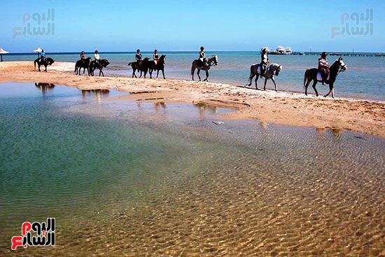 رحلات الخيول السياحية فى البحر الأحمر (5)