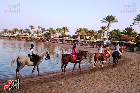 رحلات الخيول السياحية فى البحر الأحمر (22)
