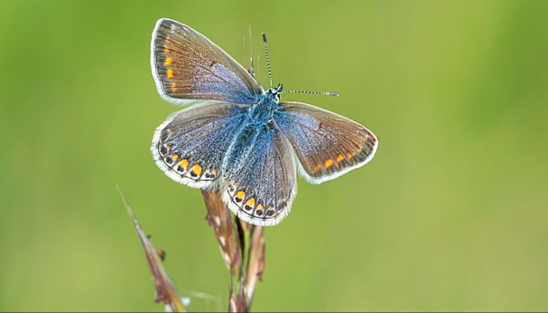 ازدهار الفراشات الزرقاء