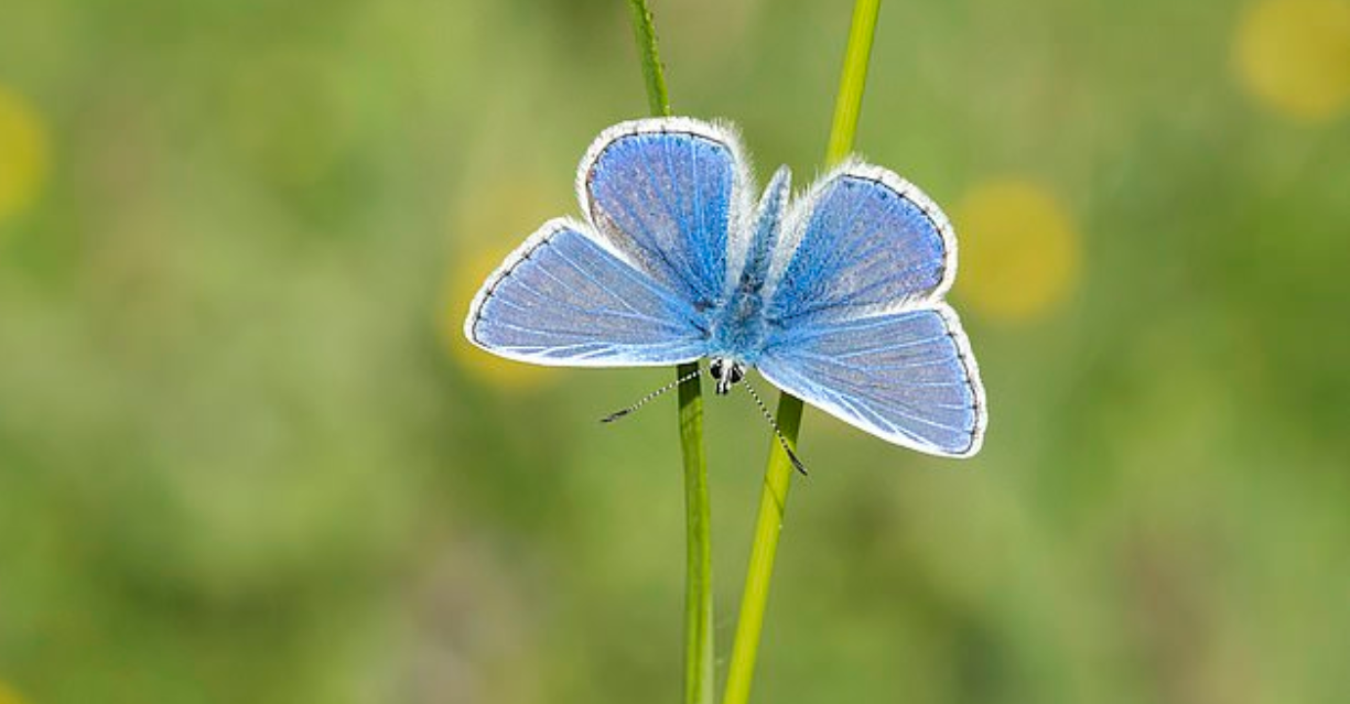 الفراشة الزرقاء