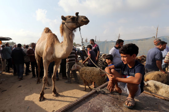سوق-الماشية-فى-فلسطين