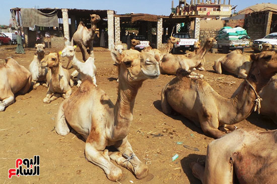صور انتعاشة فى أسواق الجمال بأسوان قبل عيد الاضحي المبارك وصول 7 آلاف رأس أسبوعيا من السودان والأسعار من 11 ألفا لـ30 ألف جنيه والتجار يروون قصة رحلة الاستيراد على مدار 40