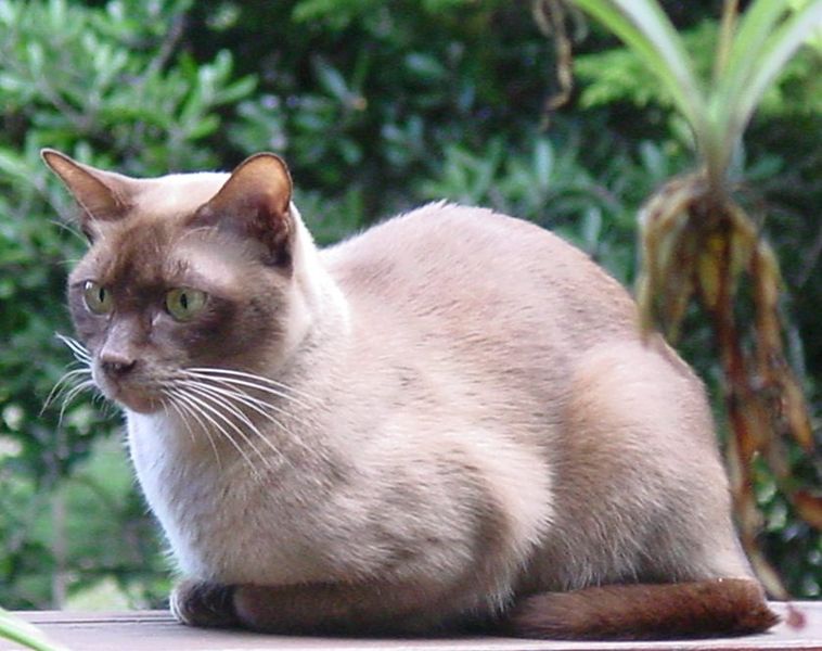 القط البورمية1