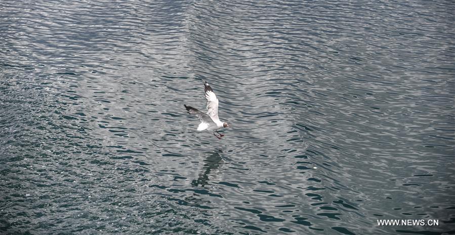 الطيور تطير على بحيرة بانقونغ في التبت9