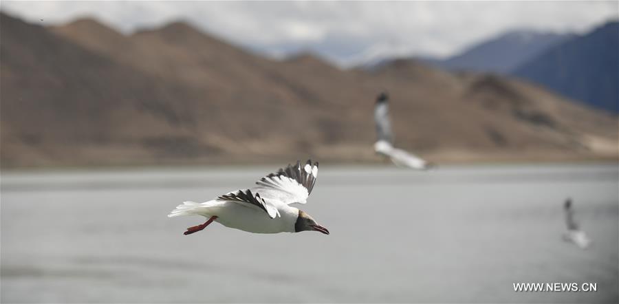الطيور تطير على بحيرة بانقونغ في التبت1