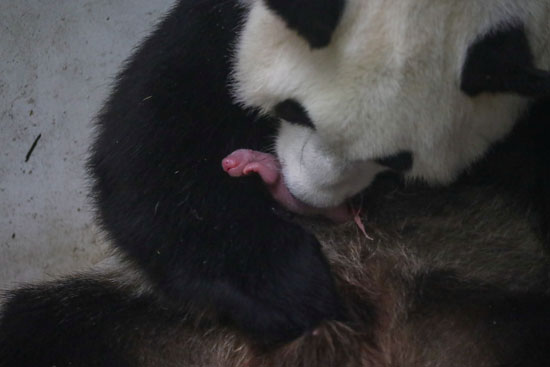 ولادة توأم من الباندا فى حديقة ببلجيكا (6)