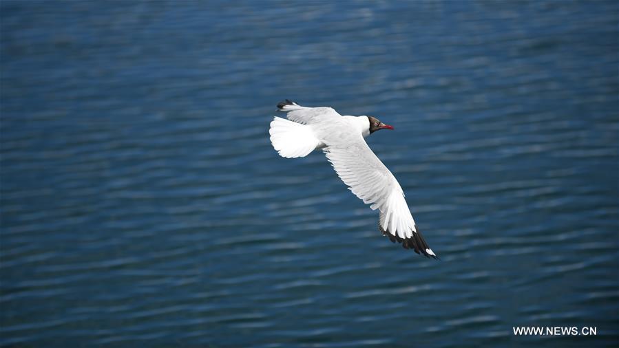 الطيور تطير على بحيرة بانقونغ في التبت2
