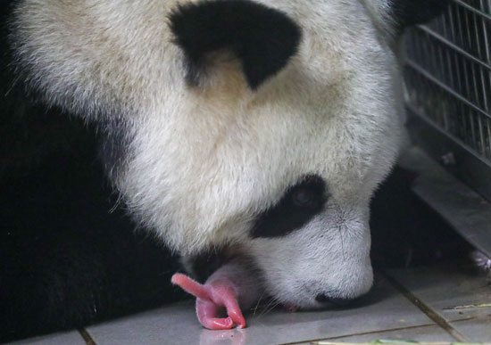 ولادة توأم من الباندا فى حديقة ببلجيكا (7)