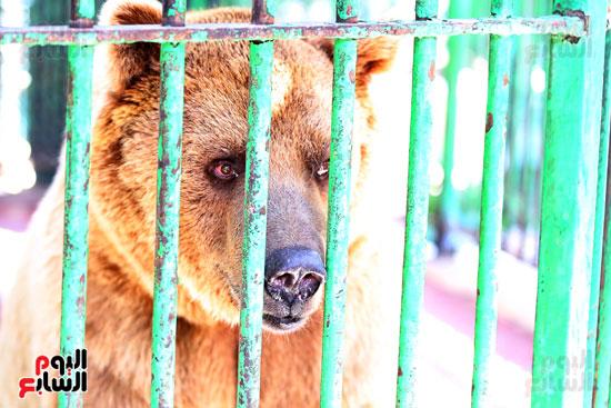 الدب  الروسى عنتر  بحديقة حيوان الجيزة