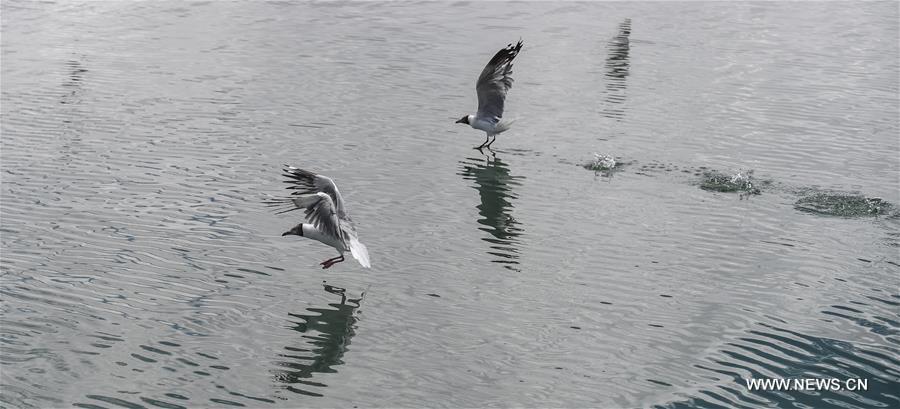 الطيور تطير على بحيرة بانقونغ في التبت6