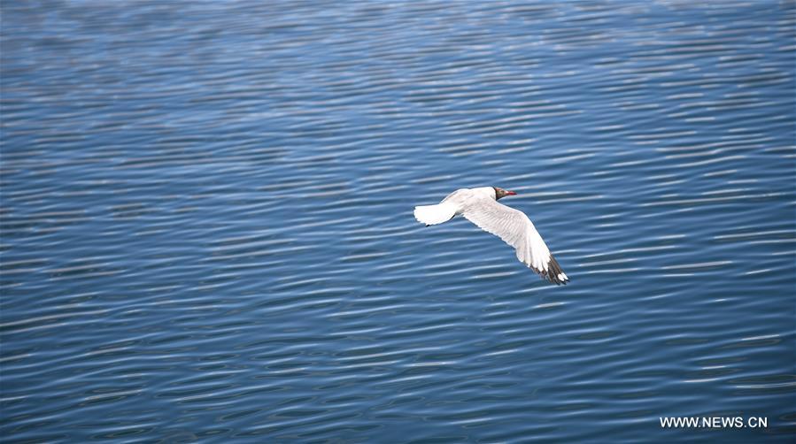 الطيور تطير على بحيرة بانقونغ في التبت8