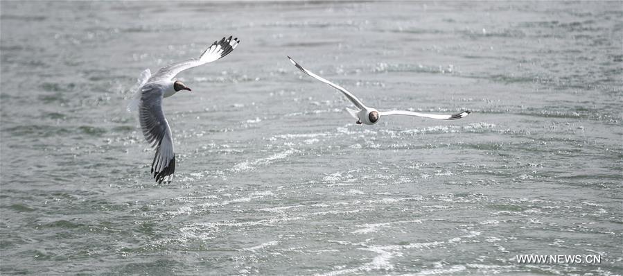 الطيور تطير على بحيرة بانقونغ في التبت7