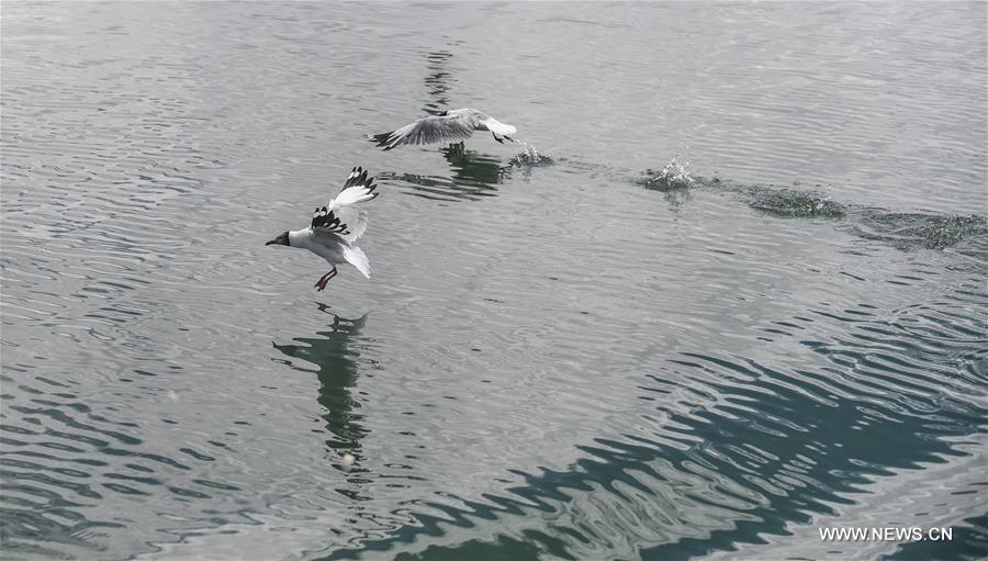 الطيور تطير على بحيرة بانقونغ في التبت4