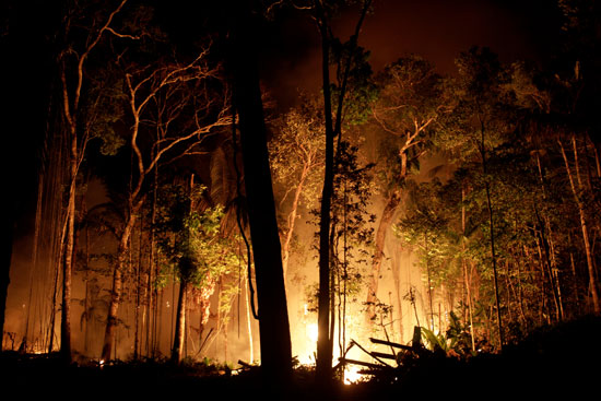 حريق-أشجار-الأمازون