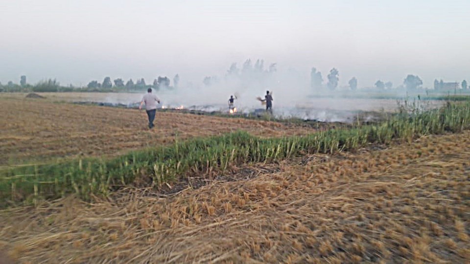 حرق قش الأرز بكفر الشيخ (3)