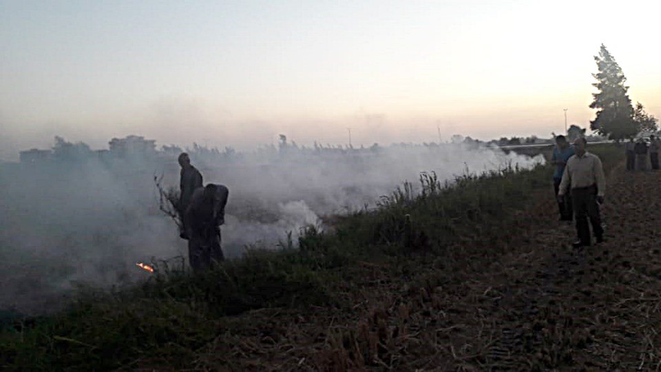 حرق قش الأرز بكفر الشيخ (2)