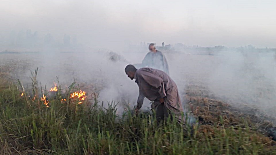 حرق قش الأرز بكفر الشيخ (5)