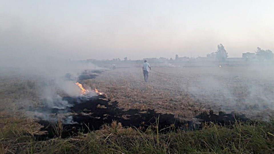 حرق قش الأرز بكفر الشيخ (1)