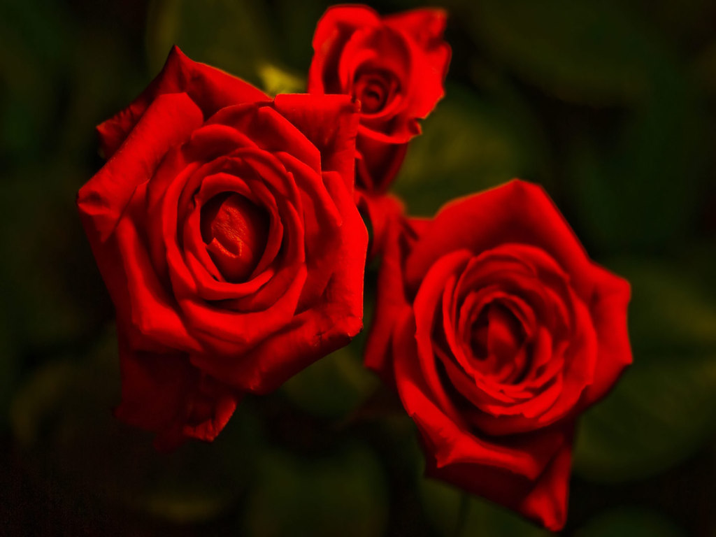 الورد الأحمر (2)