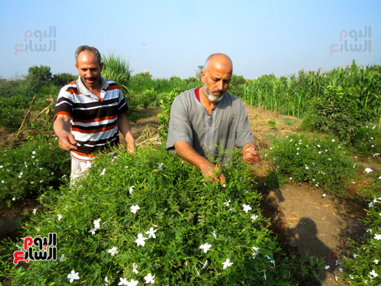 المزارعين تحصد زرع الياسمين (3)