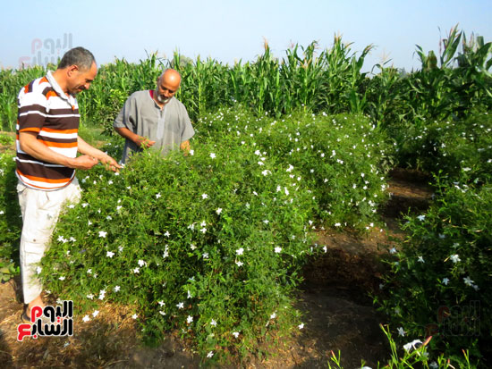 المزارعين تحصد زرع الياسمين (2)