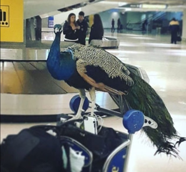 طاووس فى المطار