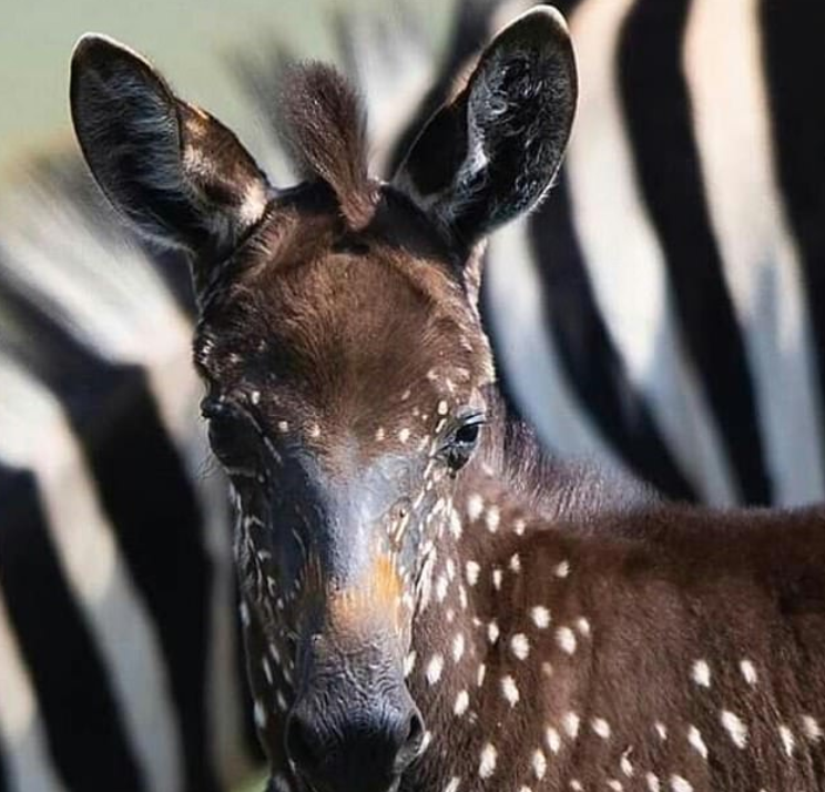 نقاط البولكا دوت فى حمار وحشى