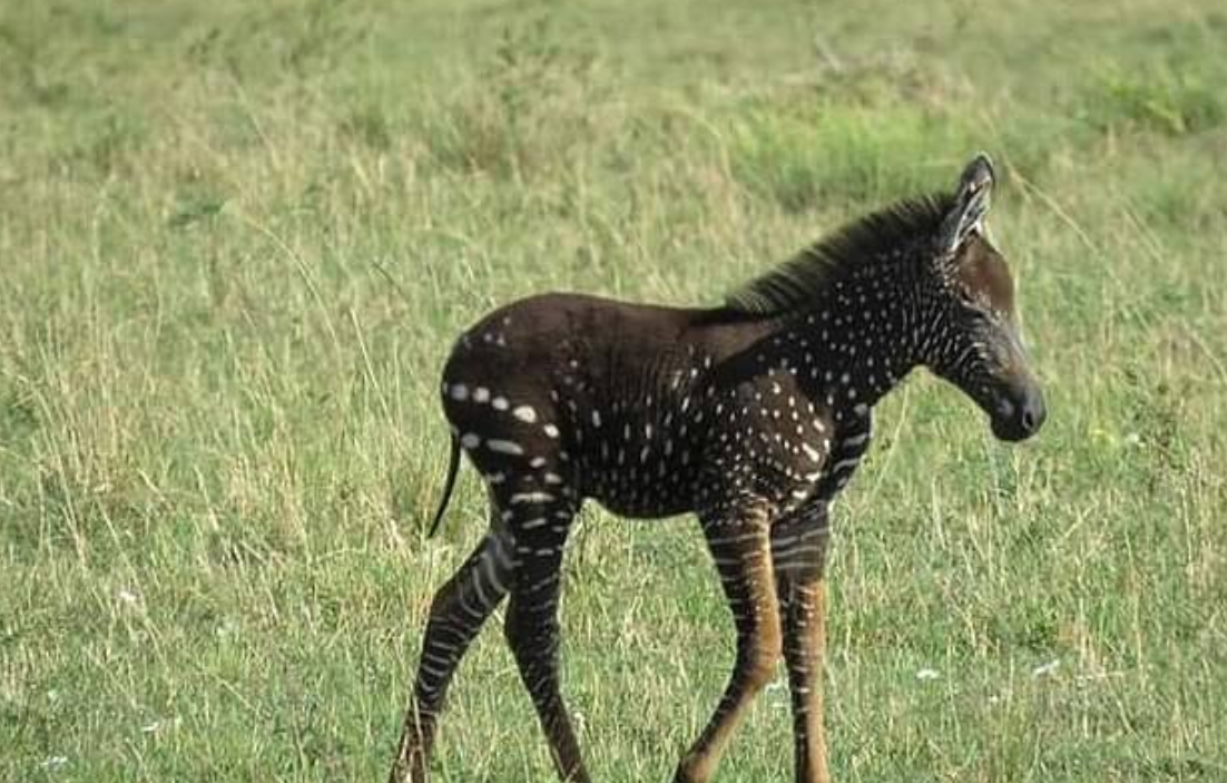 الحمار الوحشى