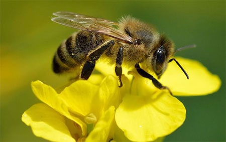 النحل (6)