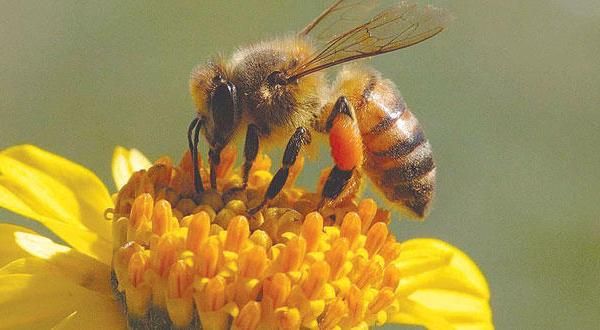 النحل (1)