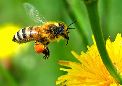 النحل (4)