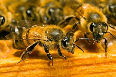 النحل (3)