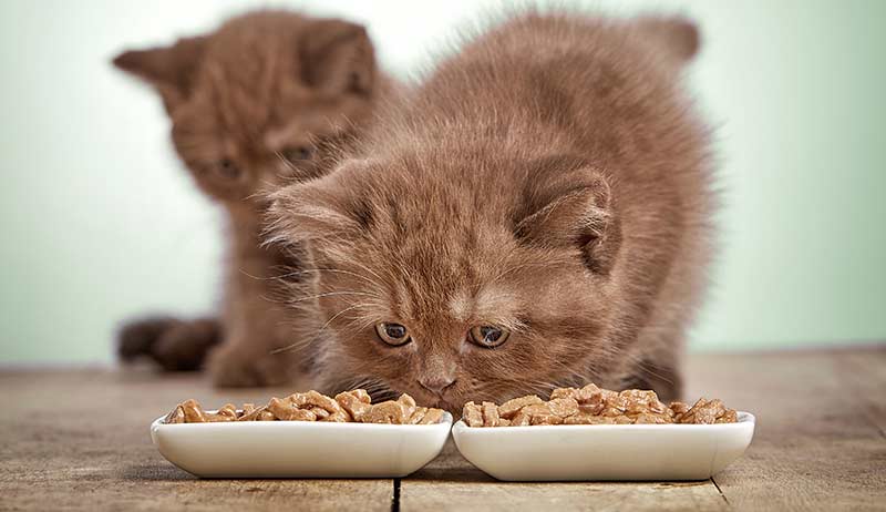 أطعمة ممنوعة على القطط الصغيرة (1)