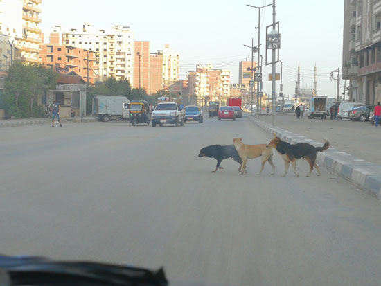 انتشار الكلاب الضالة بشوارع منشية البكرى بالمحلة (1)