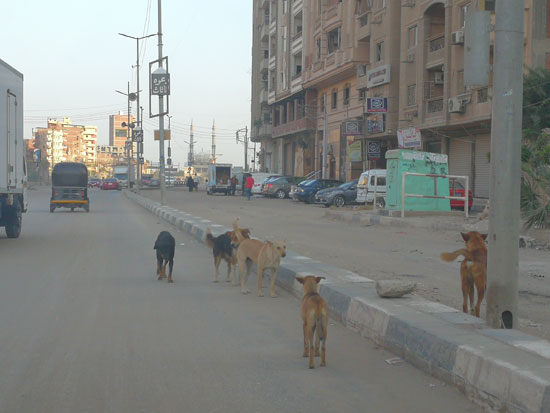انتشار الكلاب الضالة بشوارع منشية البكرى بالمحلة (3)