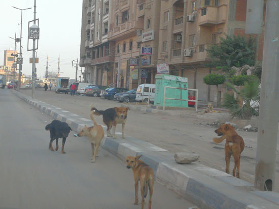 انتشار الكلاب الضالة بشوارع منشية البكرى بالمحلة (2)