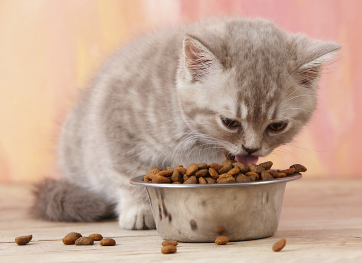 أطعمة ممنوعة على القطط الصغيرة (2)