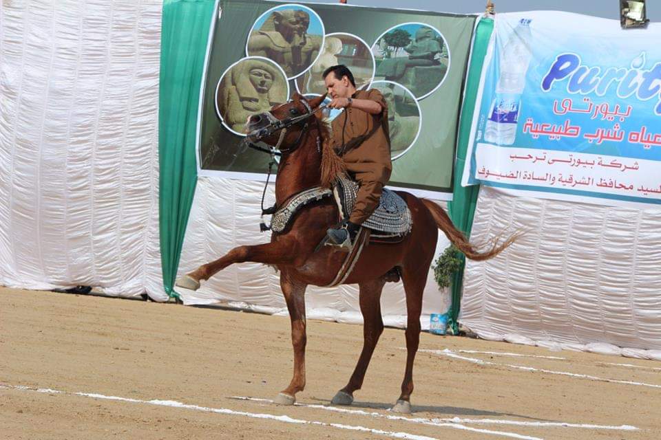 مهرجان الشرقية للخيول العربية الأصيلة (4)