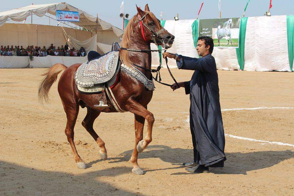 مهرجان الشرقية للخيول العربية الأصيلة (2)