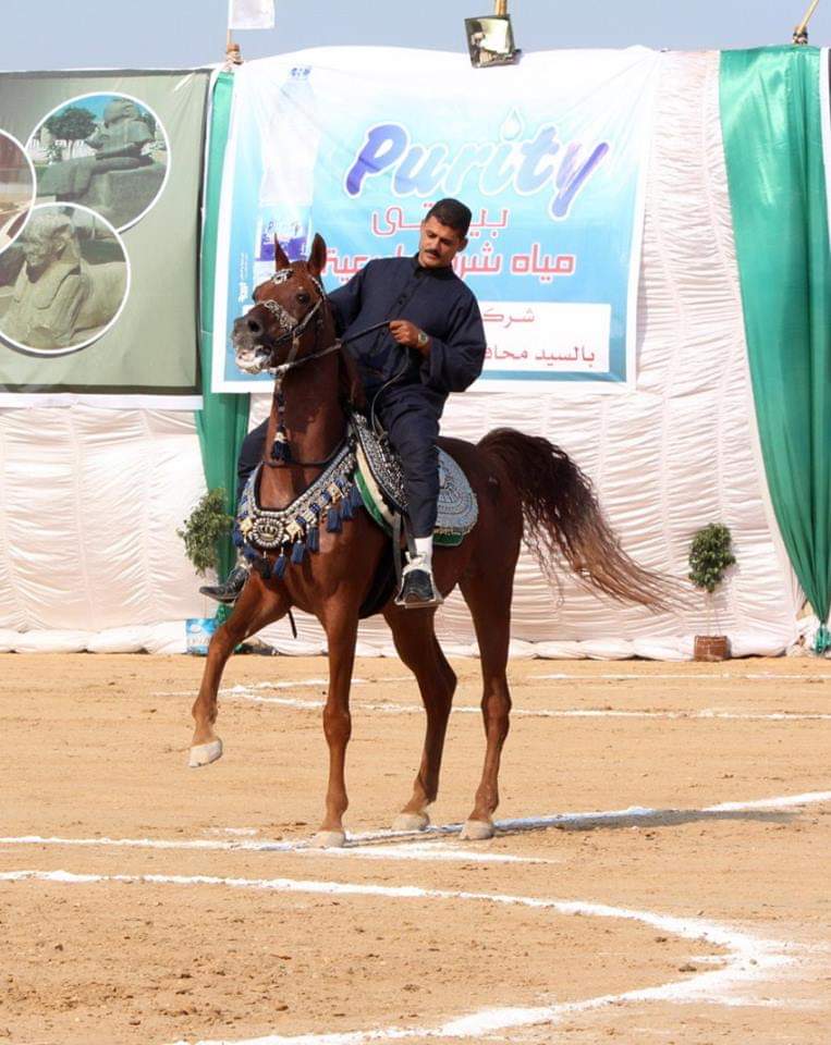 مهرجان الشرقية للخيول العربية الأصيلة (1)