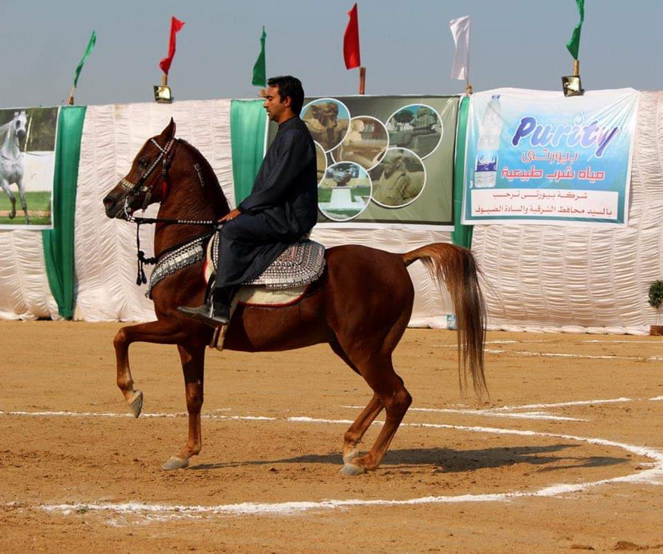 مهرجان الشرقية للخيول العربية الأصيلة (3)